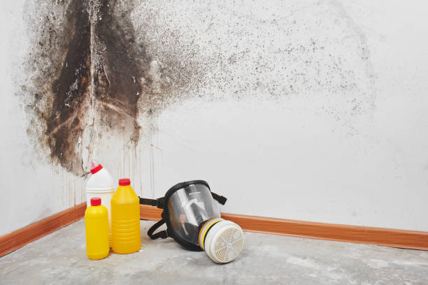 Best Mold Odor Removal Services  in Gainesville, FL